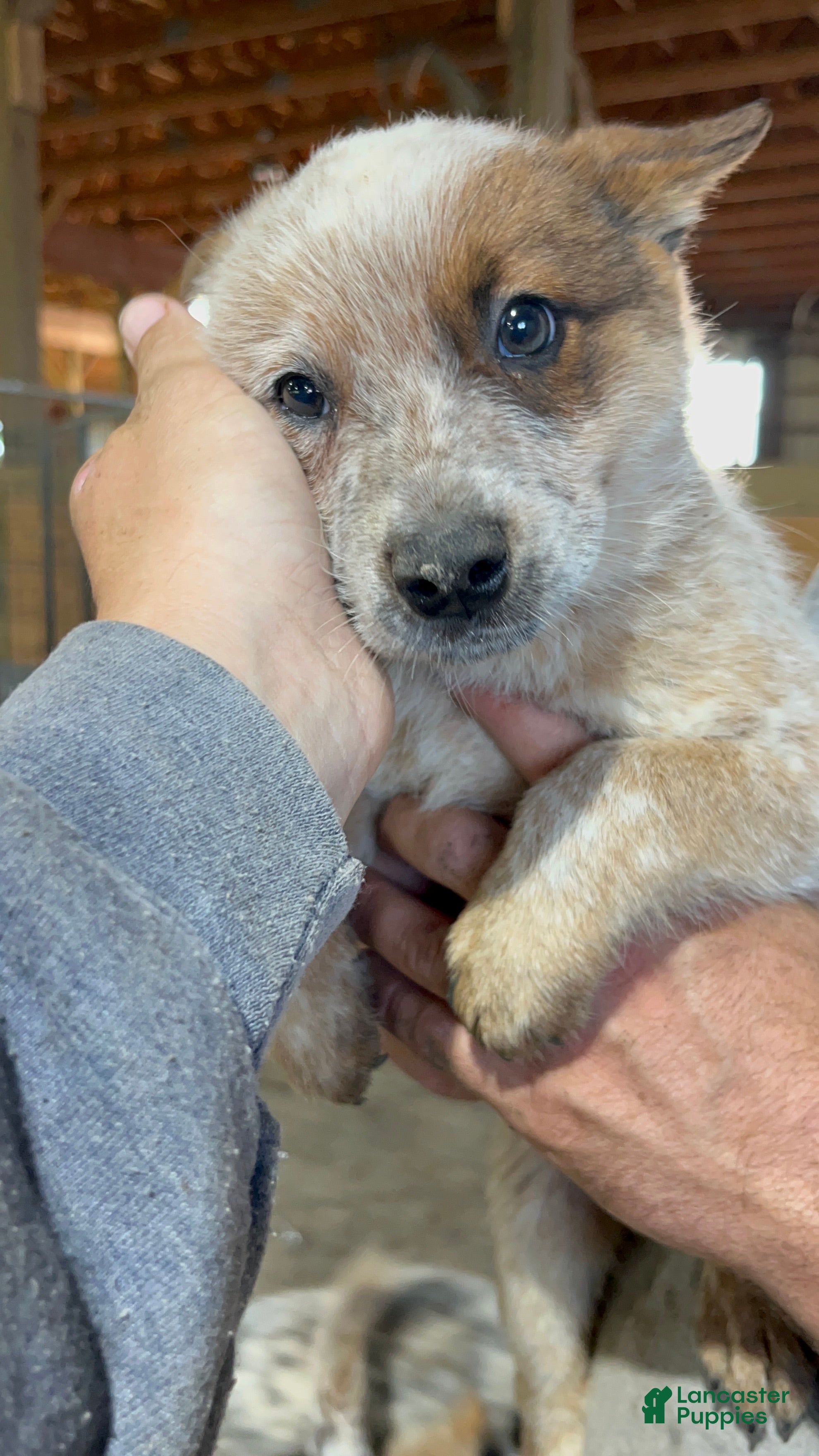 Australian Cattle Dog dogs Axel - Ad 38
