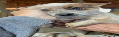 Axel