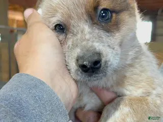 Australian Cattle Dog dogs Axel - Ad 33
