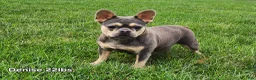 French Bulldog dogs for sale: Caleb - Ad 9