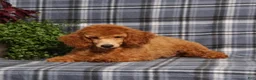 Miniature Poodle dogs for sale: Carlos - Ad 5