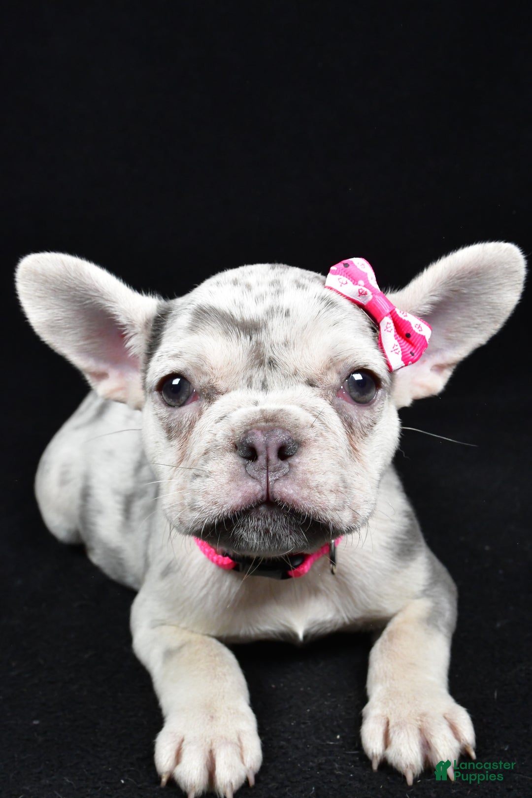 French Bulldog dogs for sale: Biscuit  - Ad 6