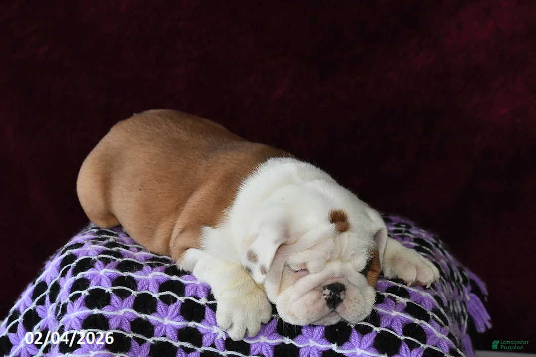 English Bulldog dogs for sale: Marina - Ad 5