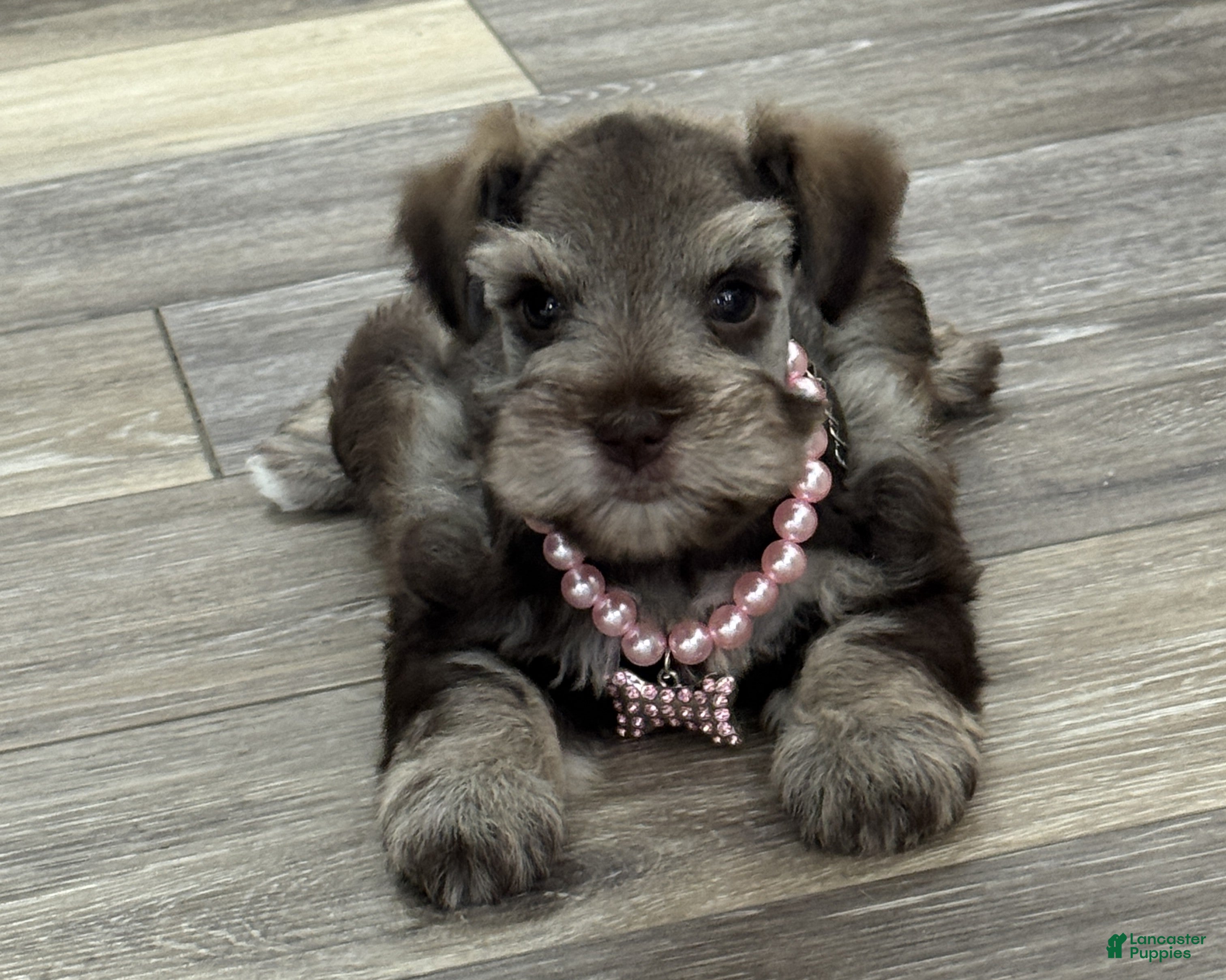 Miniature Schnauzer dogs Miracle Female 1 Liver & Tan Mega Coat AKC - Ad 24