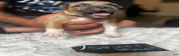 American Pit Bull Terrier dogs for sale: Spider-man  - Ad 4