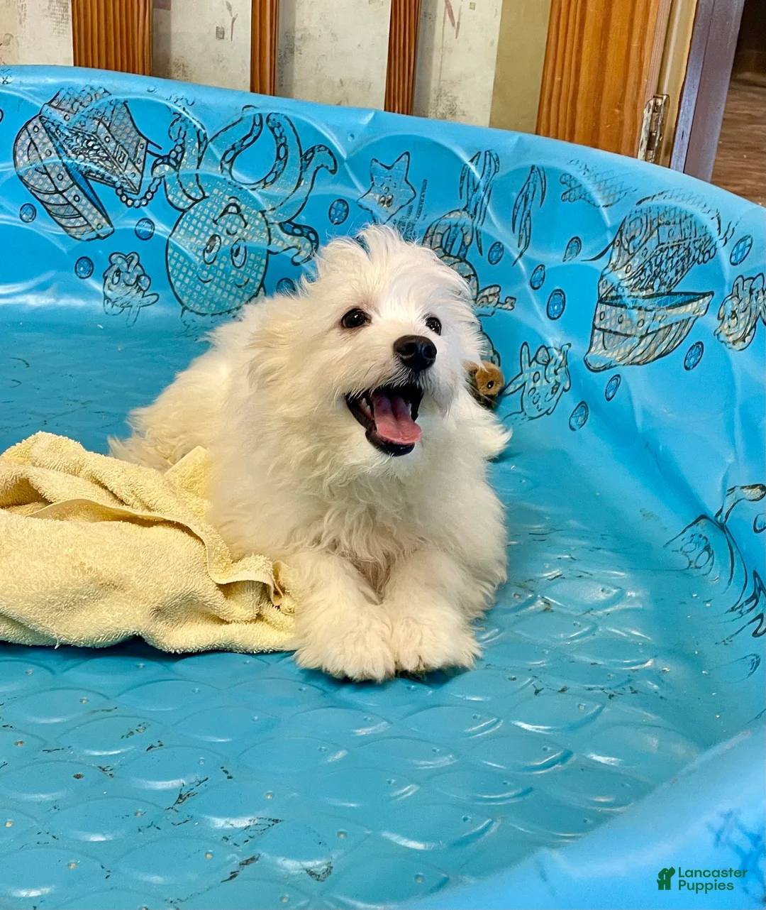 Mixed Breed dogs for sale: Shawn - Ad 5