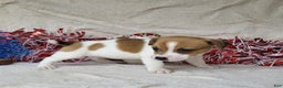 Jack Russell Terrier dogs for sale: FIDGET of Westfork  - Ad 5