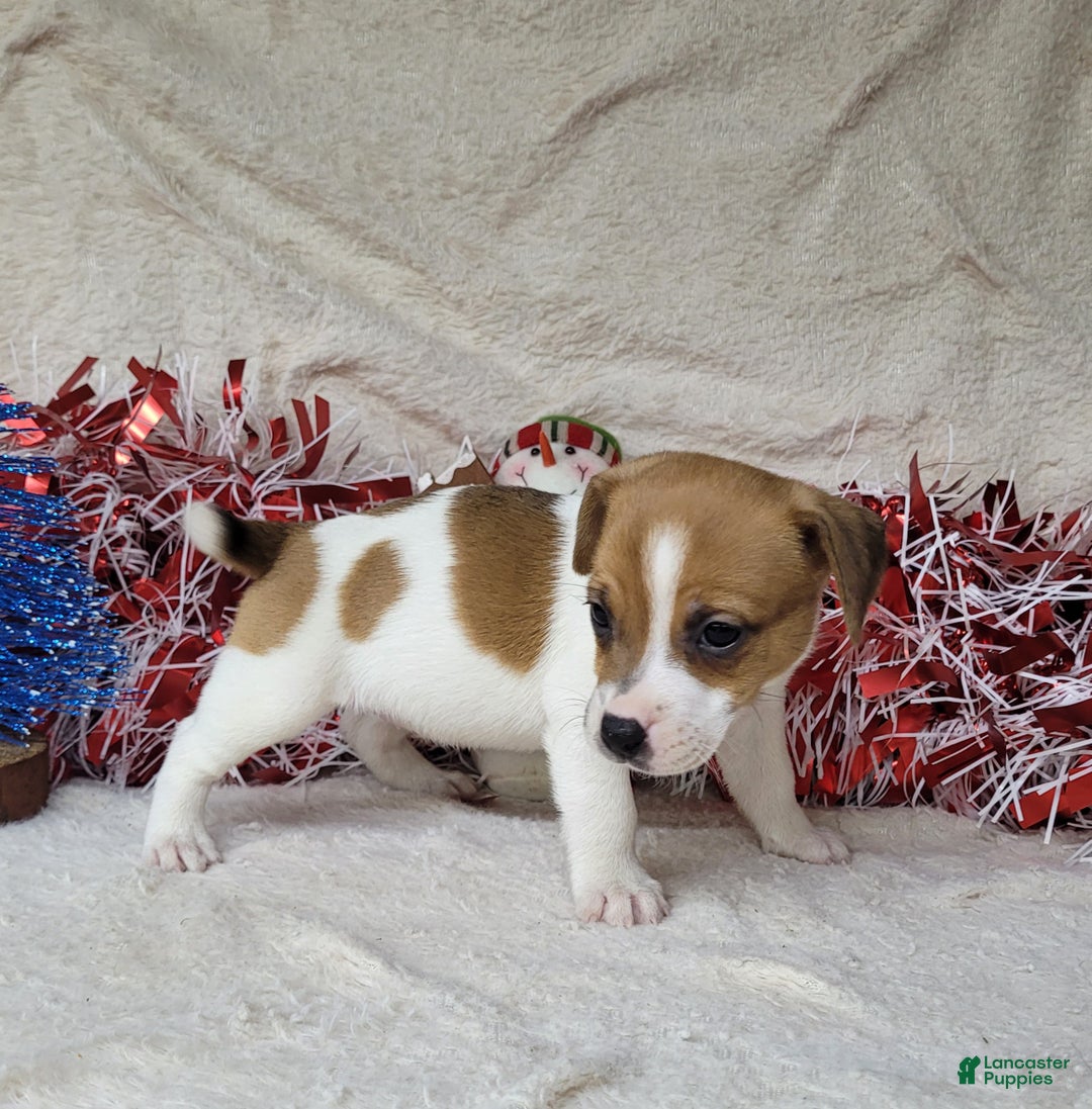 Jack Russell Terrier dogs for sale: FIDGET of Westfork  - Ad 5