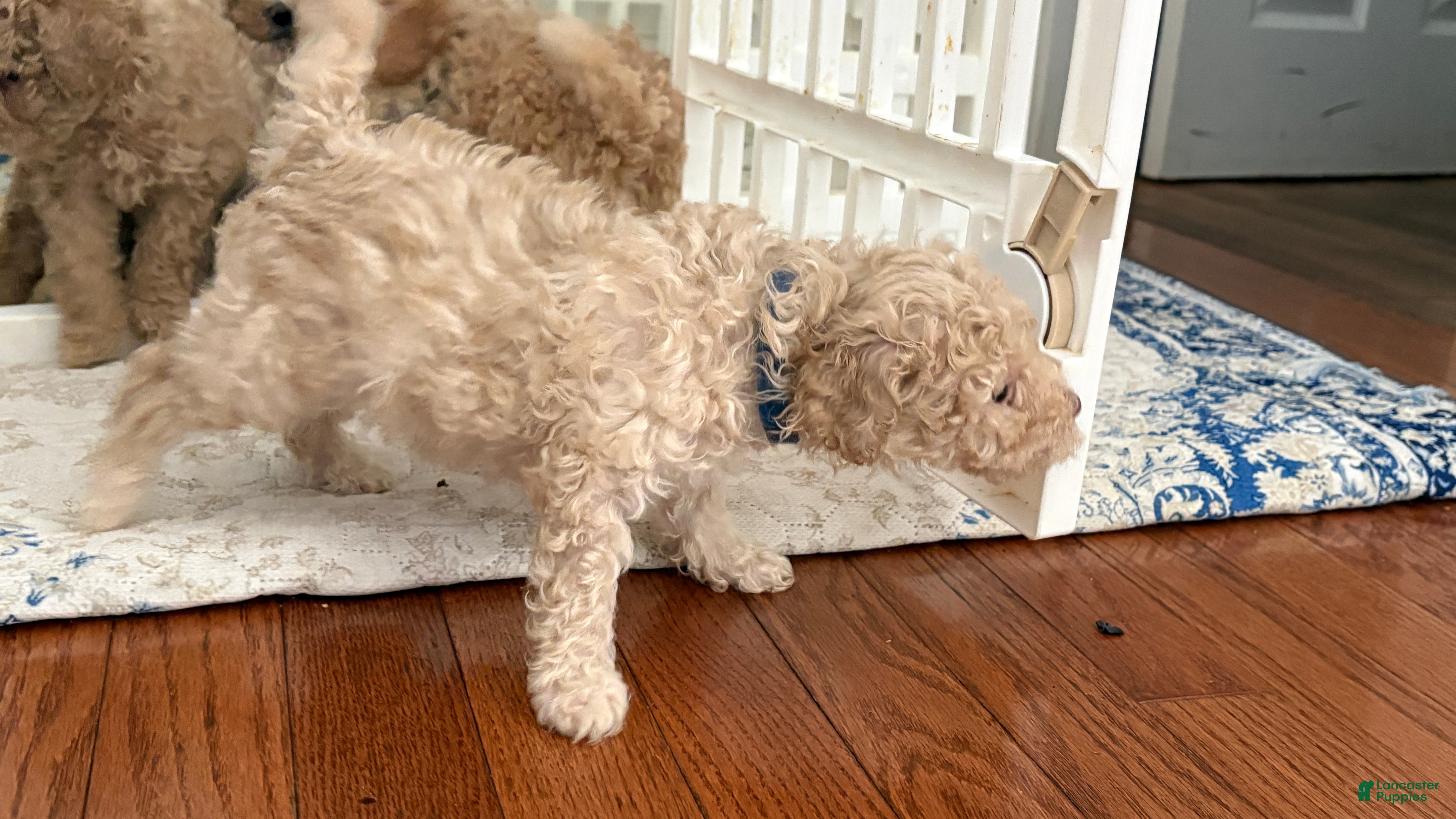 Miniature Poodle dogs Miniature Poodle 3 - Ad 1