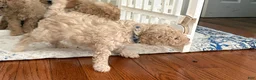 Miniature Poodle dogs for sale: Miniature Poodle 3 - Ad 1