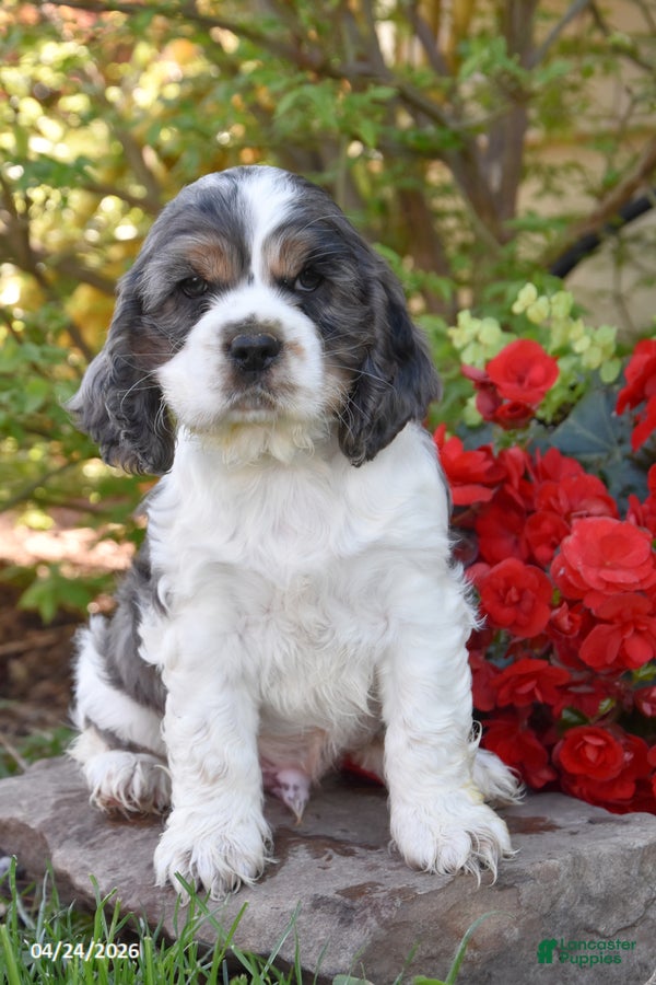 English Cocker Spaniel dogs Chiquita - Ad 2