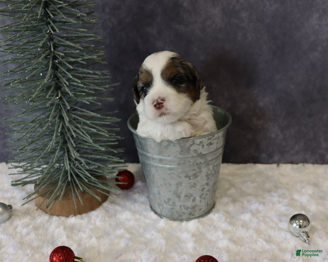 Shihpoo dogs for sale: Parker - Ad 5