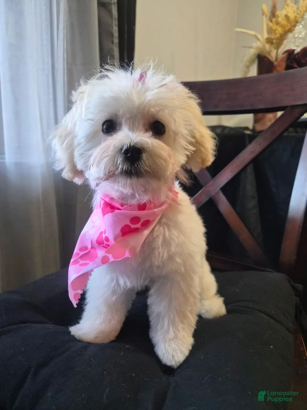 Maltipoo dogs for sale: Maltipoo 2 - Ad 2