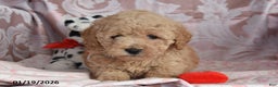 Cockapoo dogs for sale: Mike - Ad 1