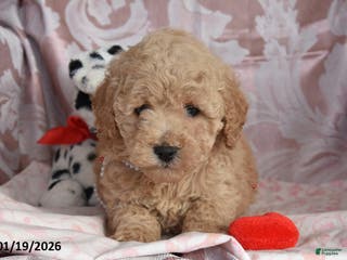 Cockapoo dogs Mike - Ad 32