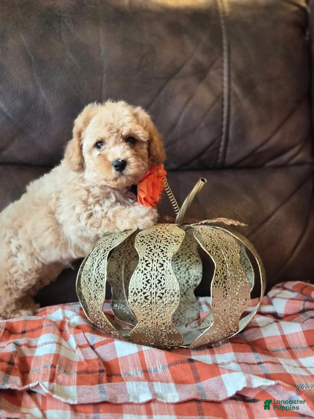 Maltipoo dogs for sale: Bruno - Ad 6