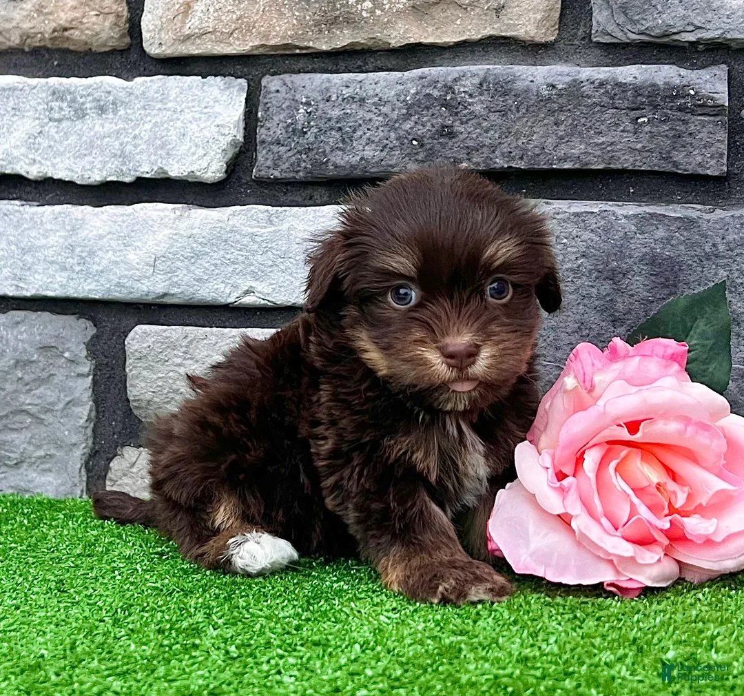 Havanese dogs for sale: Molly - Ad 5