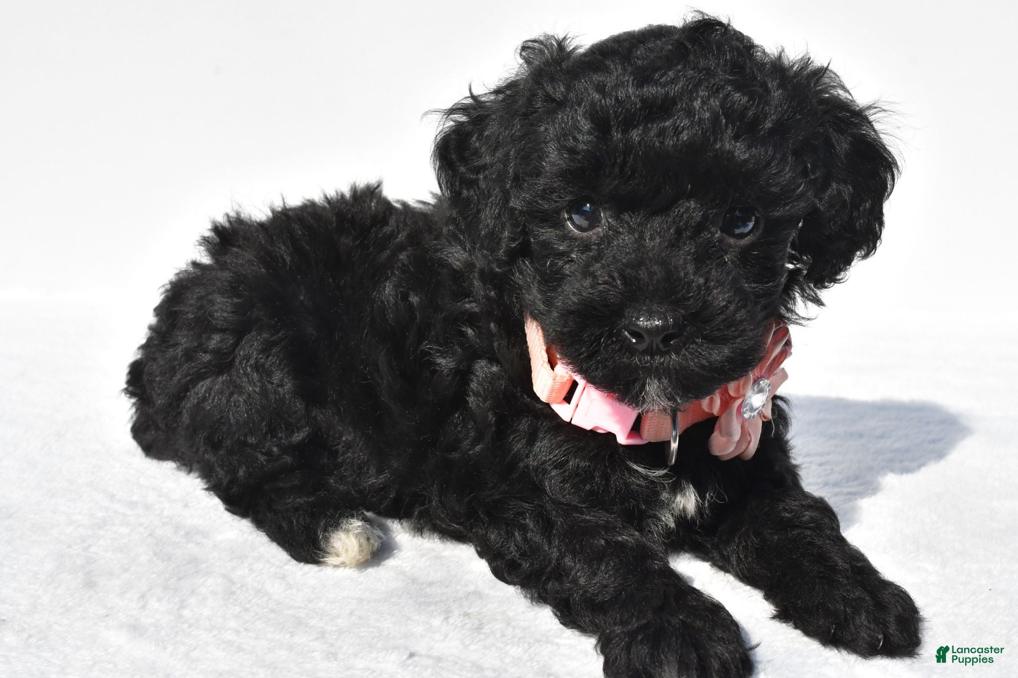 Toy Poodle dogs Piper - Ad 1