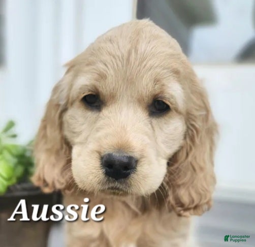 Mixed Breed dogs Aussie - Ad 37