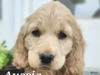 Mixed Breed dogs Aussie - Ad 37