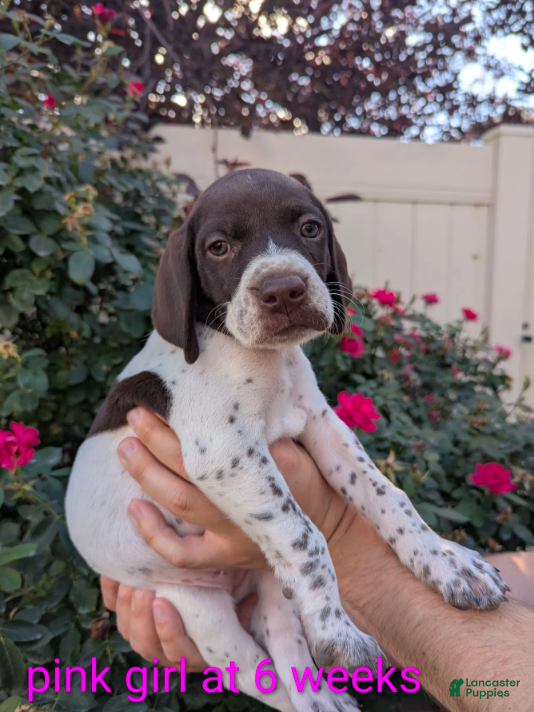 German Shorthaired Pointer dogs Pink female - Ad 1