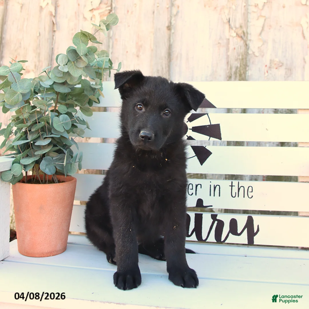 German Shepherd dogs for sale: Coco  - Ad 1