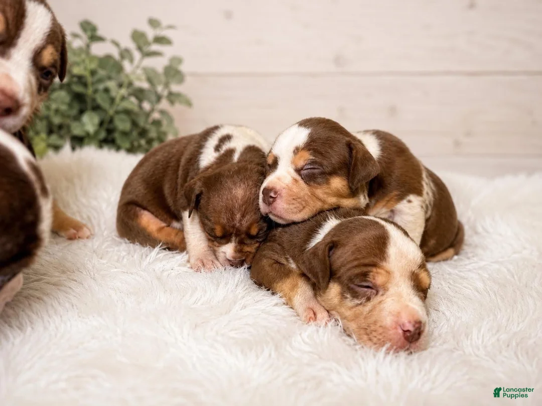 American Bully dogs for sale: American Bully Puppy 2 - Ad 2