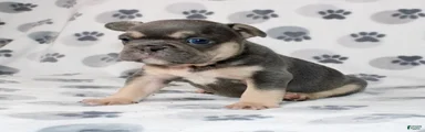 Rocco