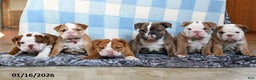 English Bulldog dogs for sale: Maple   - Ad 5