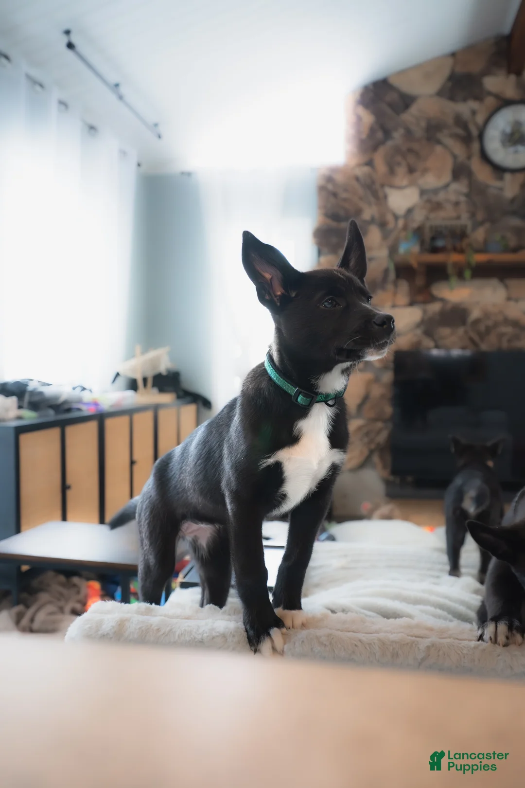 Mixed Breed dogs for sale: Squirmy - Ad 1