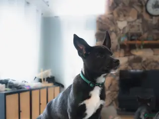 Mixed Breed dogs Squirmy - Ad 26