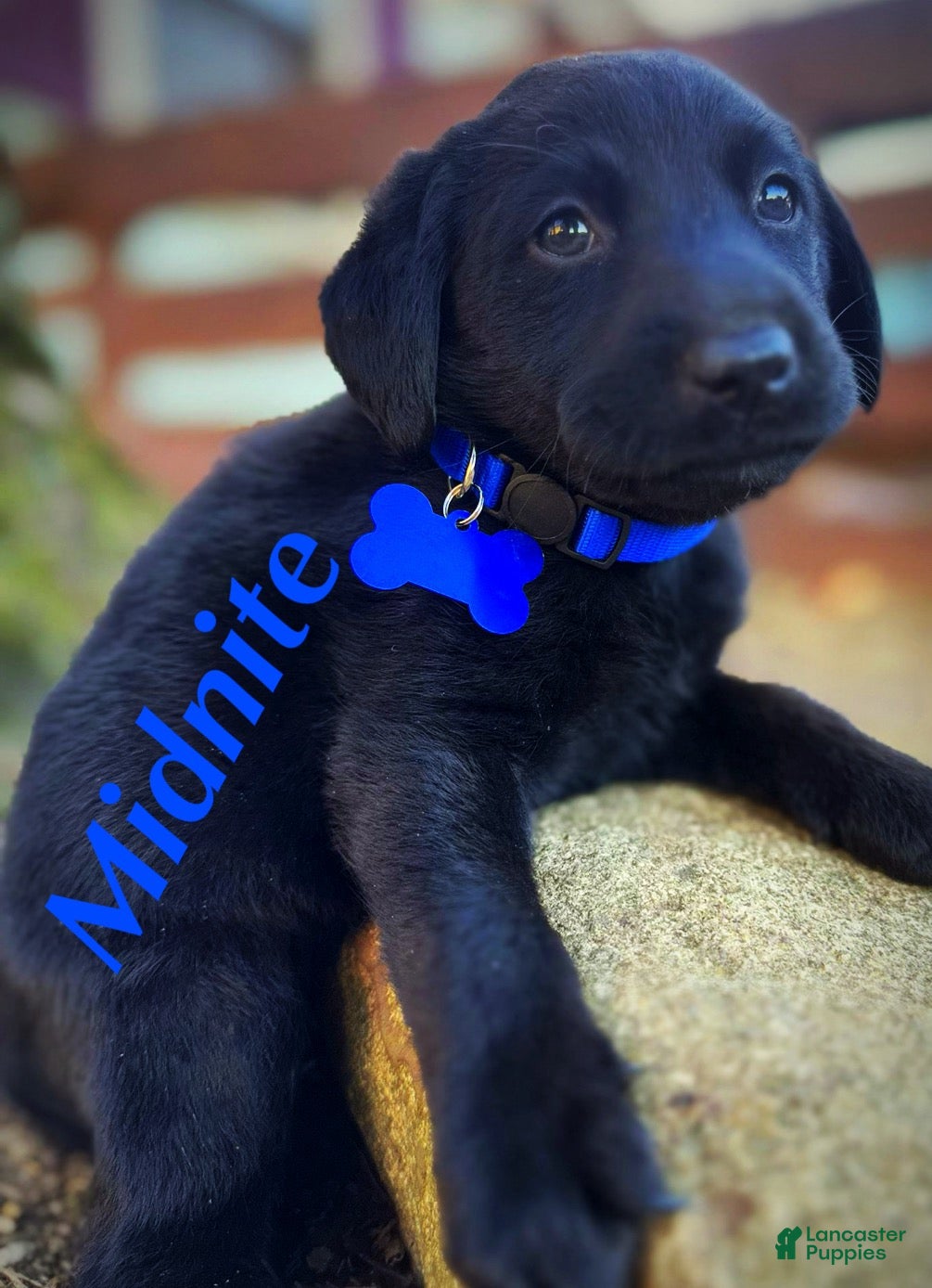 Labrador Retriever dogs Labrador Retriever Puppy 1 - Ad 36