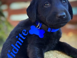 Labrador Retriever dogs Labrador Retriever Puppy 1 - Ad 36