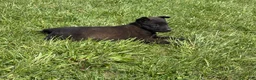 Belgian Malinois dogs for sale: Boulder - Ad 9