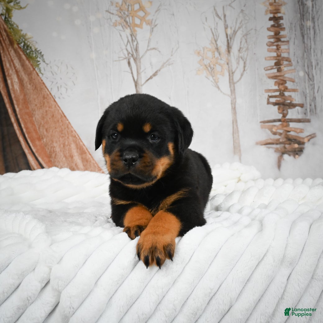 Rottweiler dogs Kara - Ad 7
