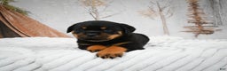 Rottweiler dogs for sale: Kara - Ad 8