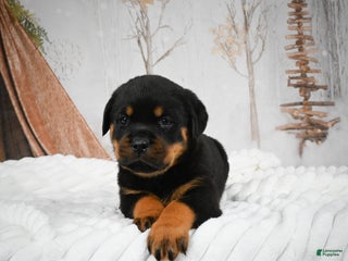 Rottweiler dogs Kara - Ad 6