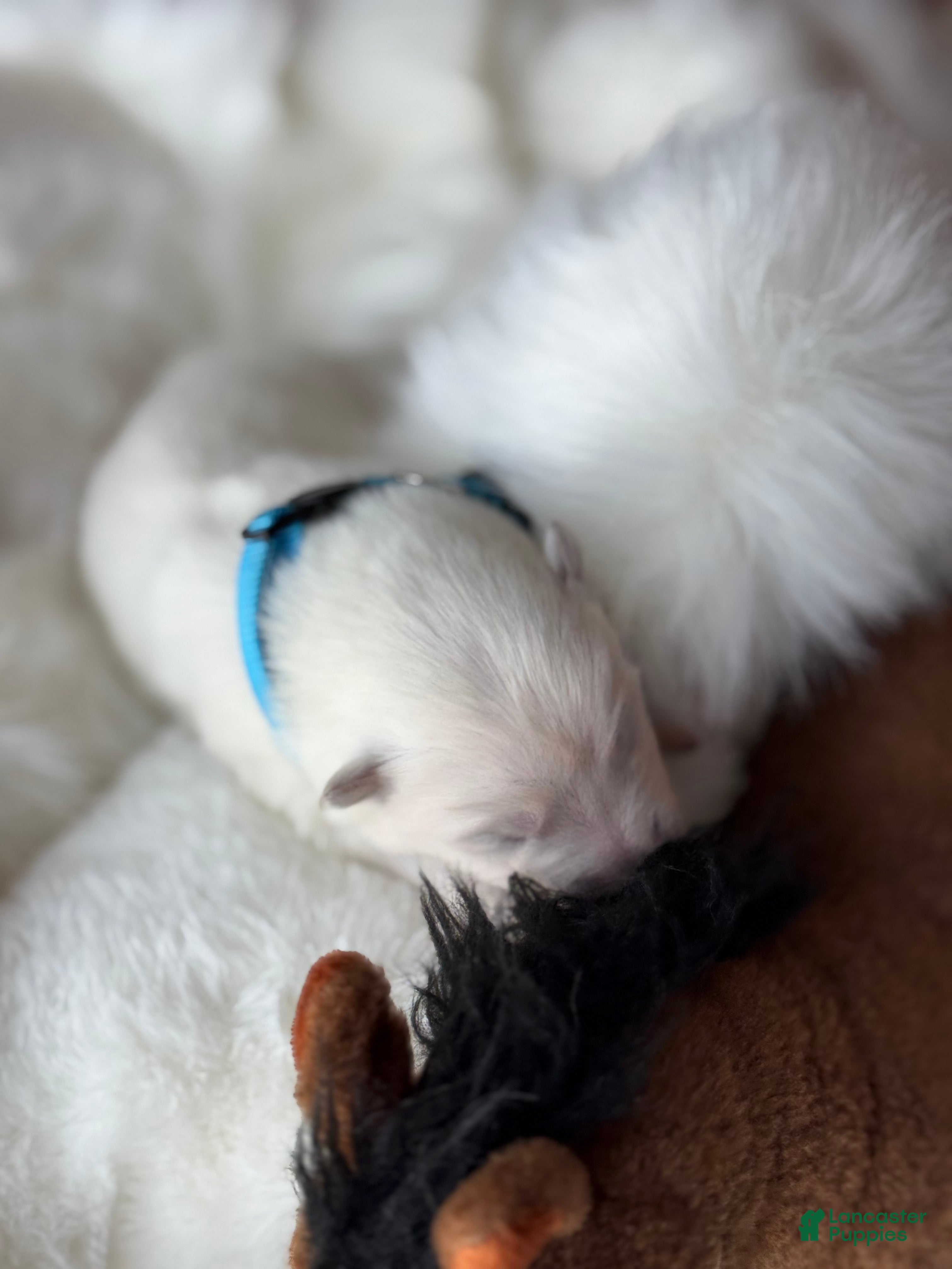 Samoyed dogs Light Blue - Ad 2