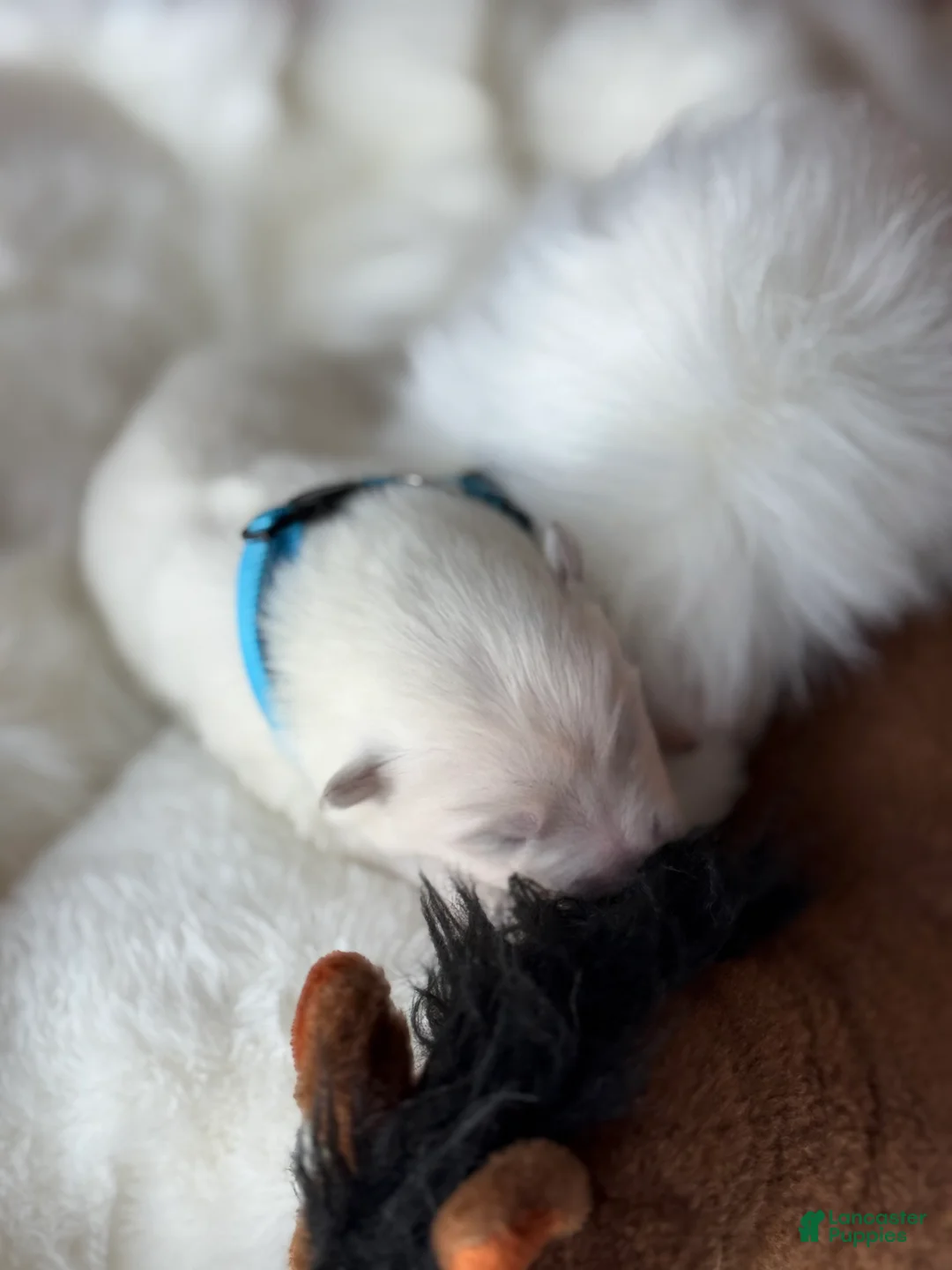 Samoyed dogs for sale: Light Blue - Ad 2