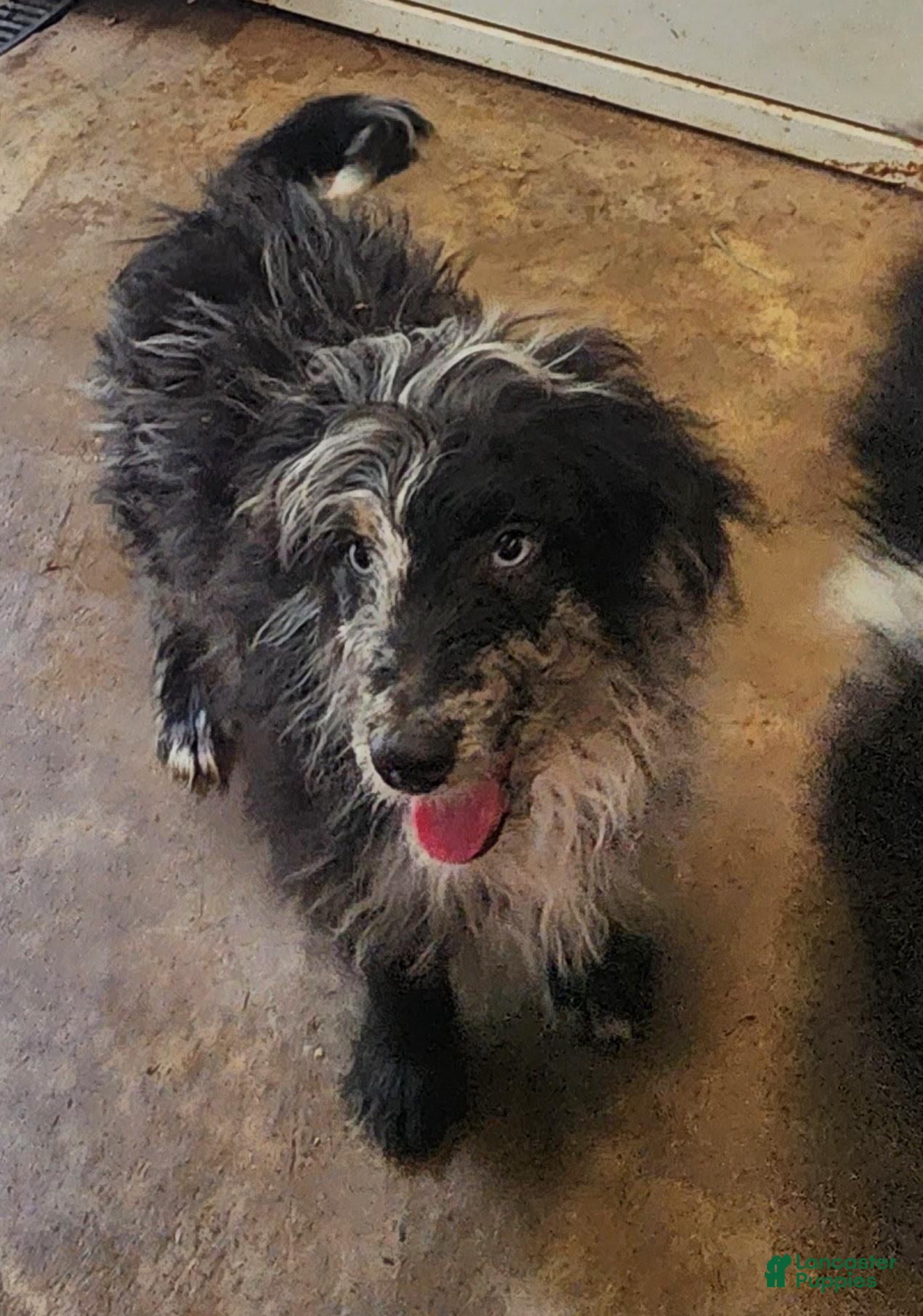 Aussiedoodle dogs Aussiedoodle 1 - Ad 24