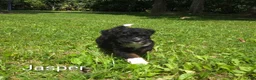 Mini Bernedoodle dogs for sale: Jasper - Ad 5