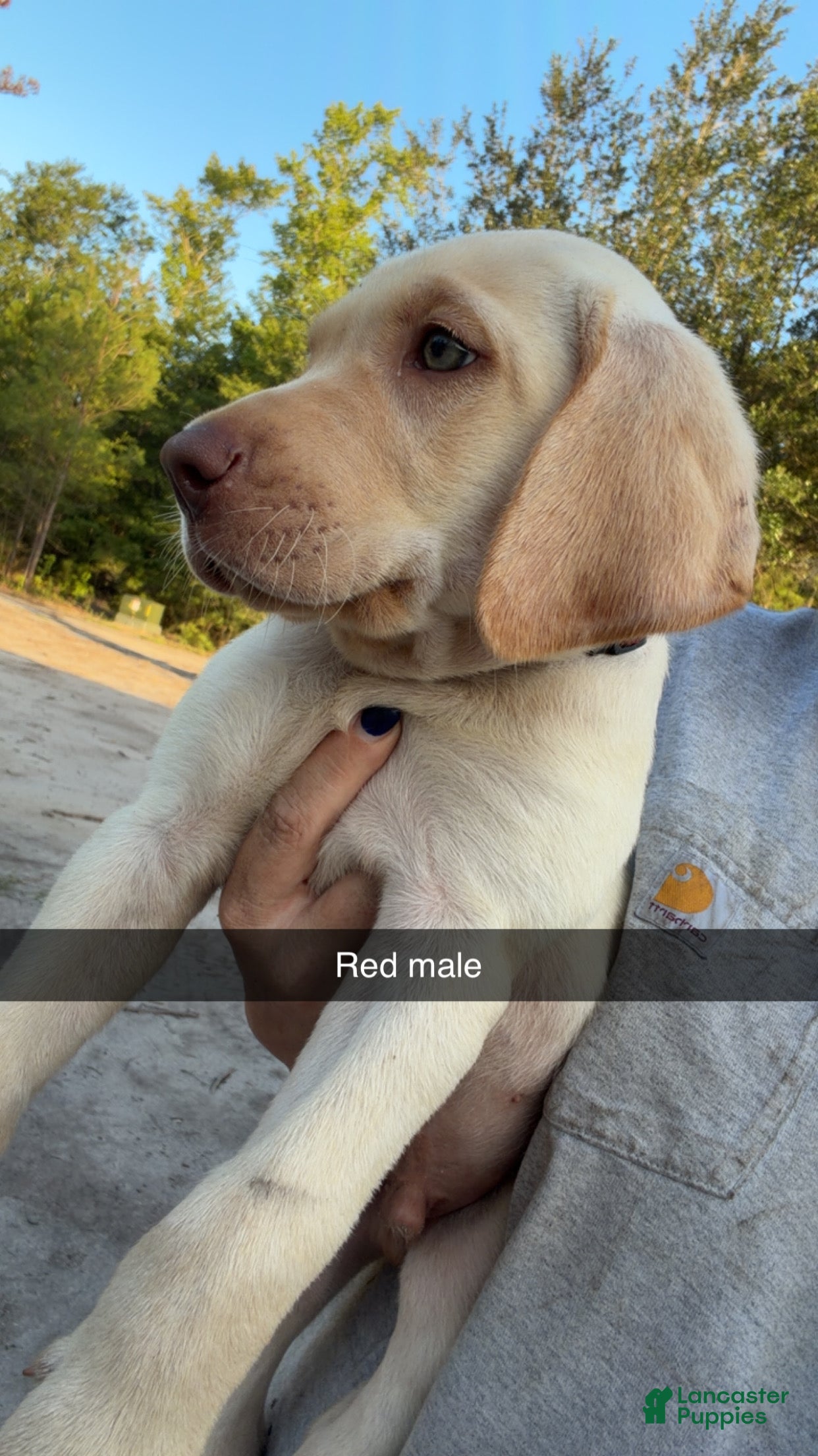 Labrador Retriever dogs Red Male - Ad 2