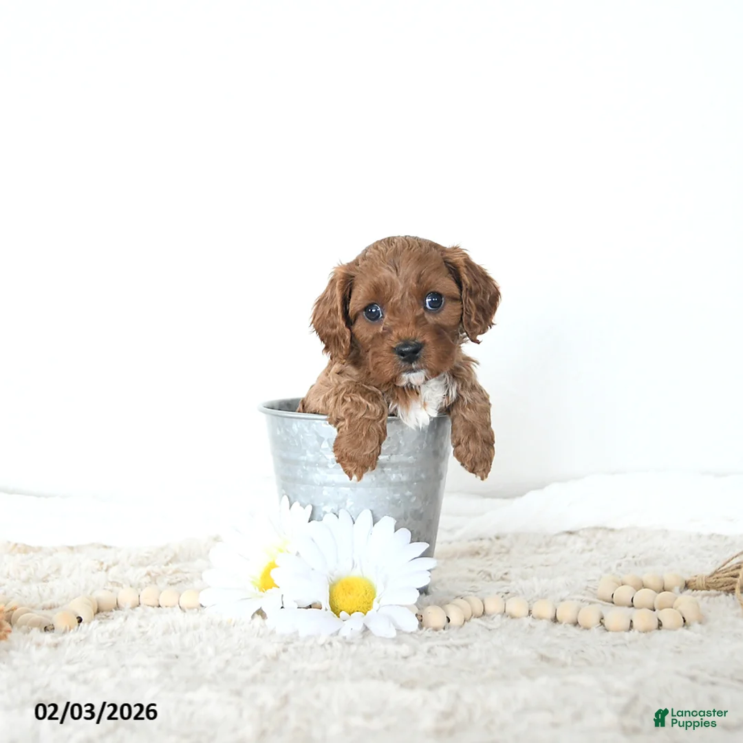 Cavapoo dogs for sale: Toby EXTRA SMALL - Ad 2