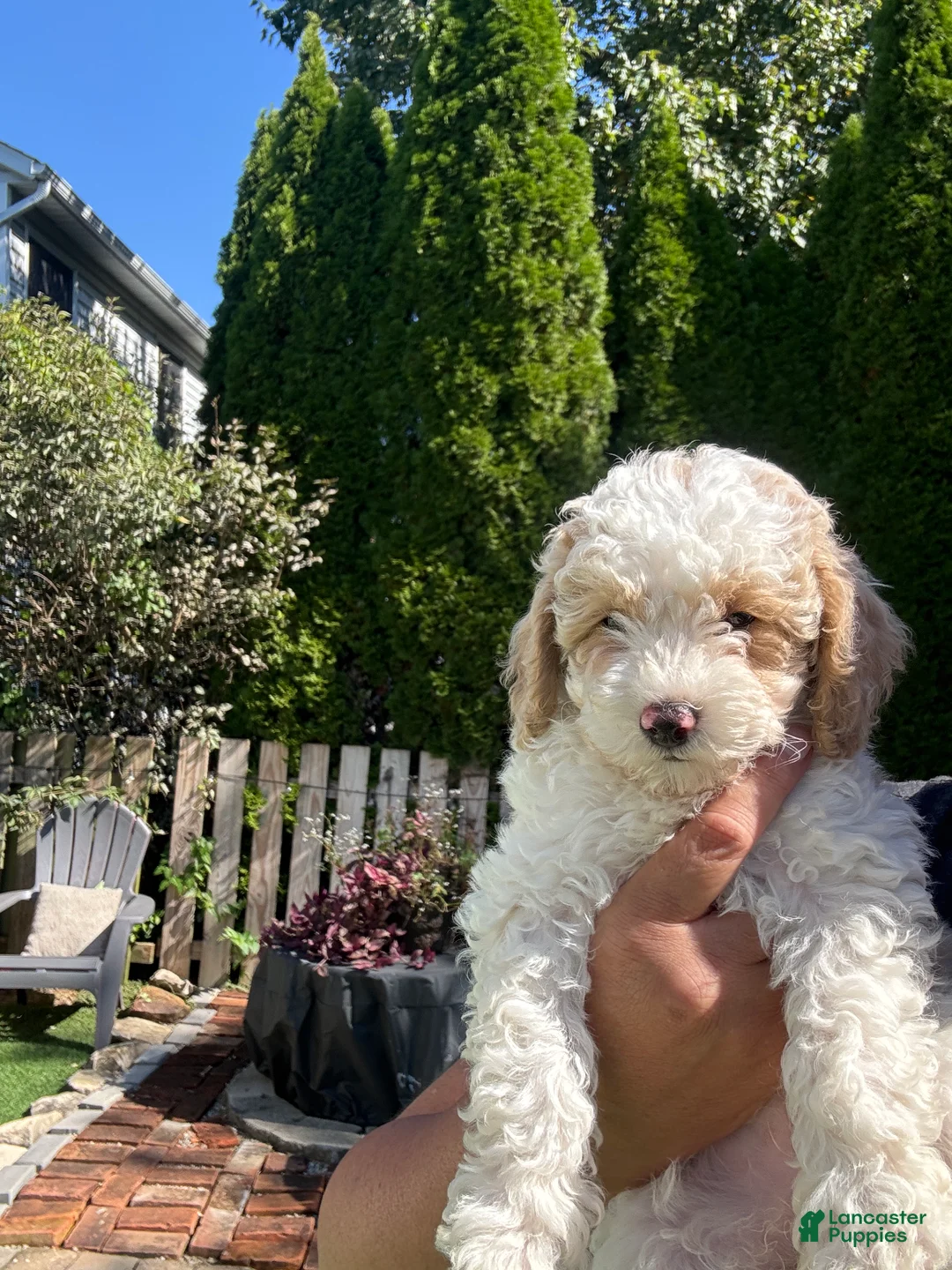 Toy Poodle dogs for sale: Willow - Ad 1