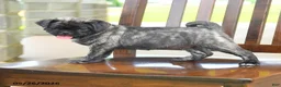 Pug dogs for sale: Farlo - Ad 3