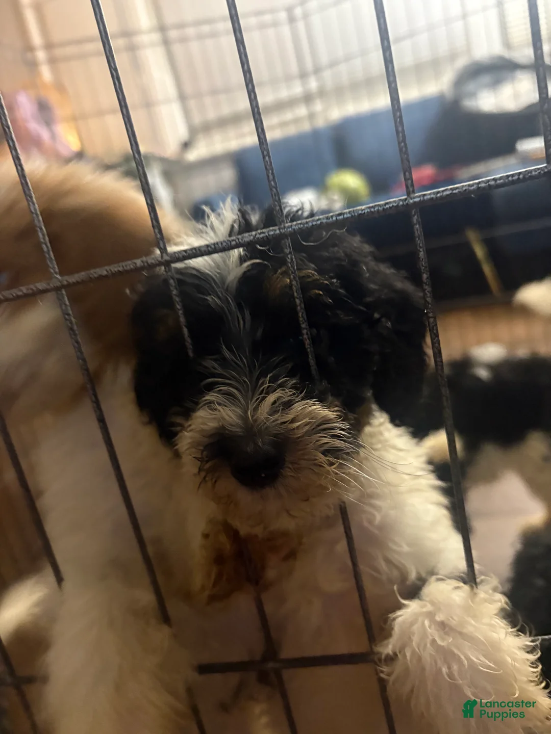 Labradoodle dogs for sale: Cashes - Ad 2