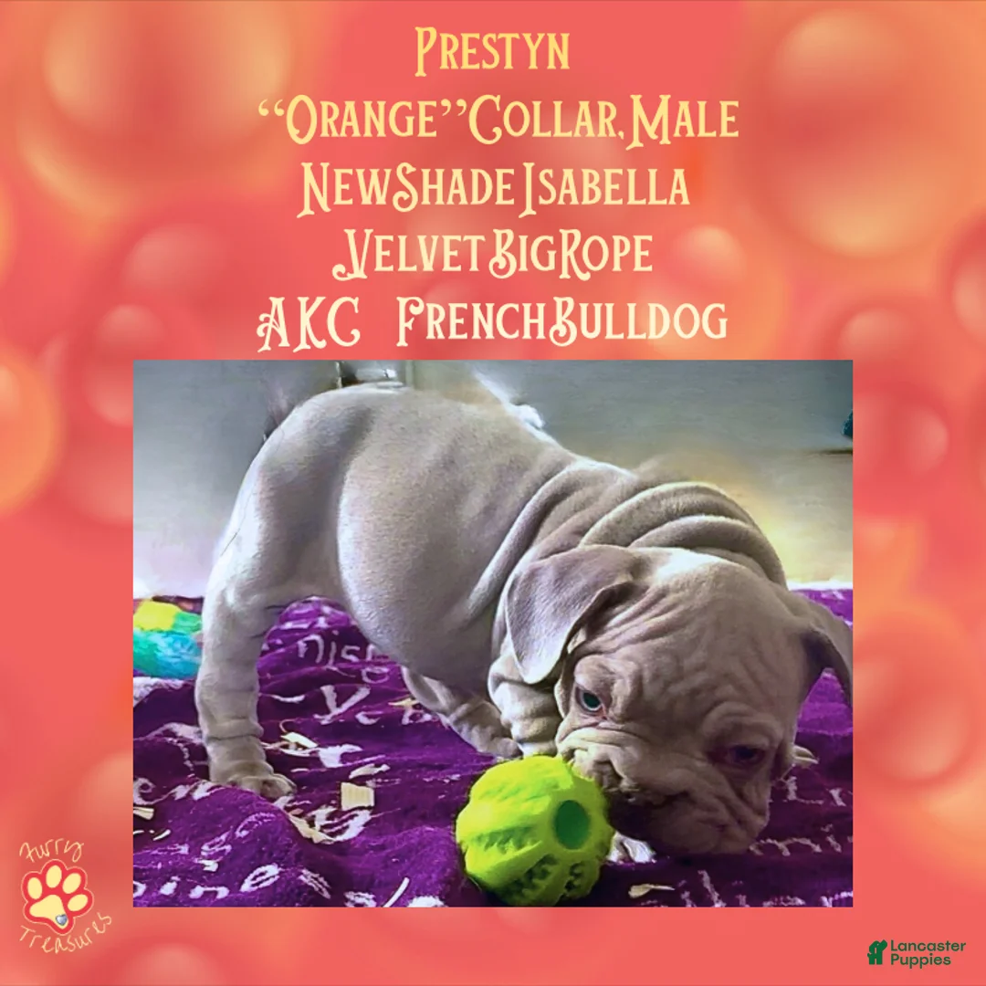 French Bulldog dogs for sale: Prestyn “Orange” Collar Male - Ad 2