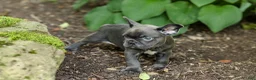 French Bulldog dogs for sale: Easton - Ad 5