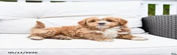 Mixed Breed dogs for sale: Peppermint - Ad 2