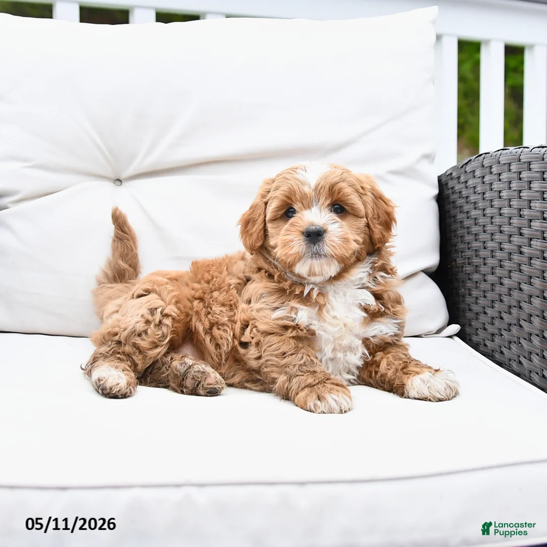 Mixed Breed dogs for sale: Peppermint - Ad 2